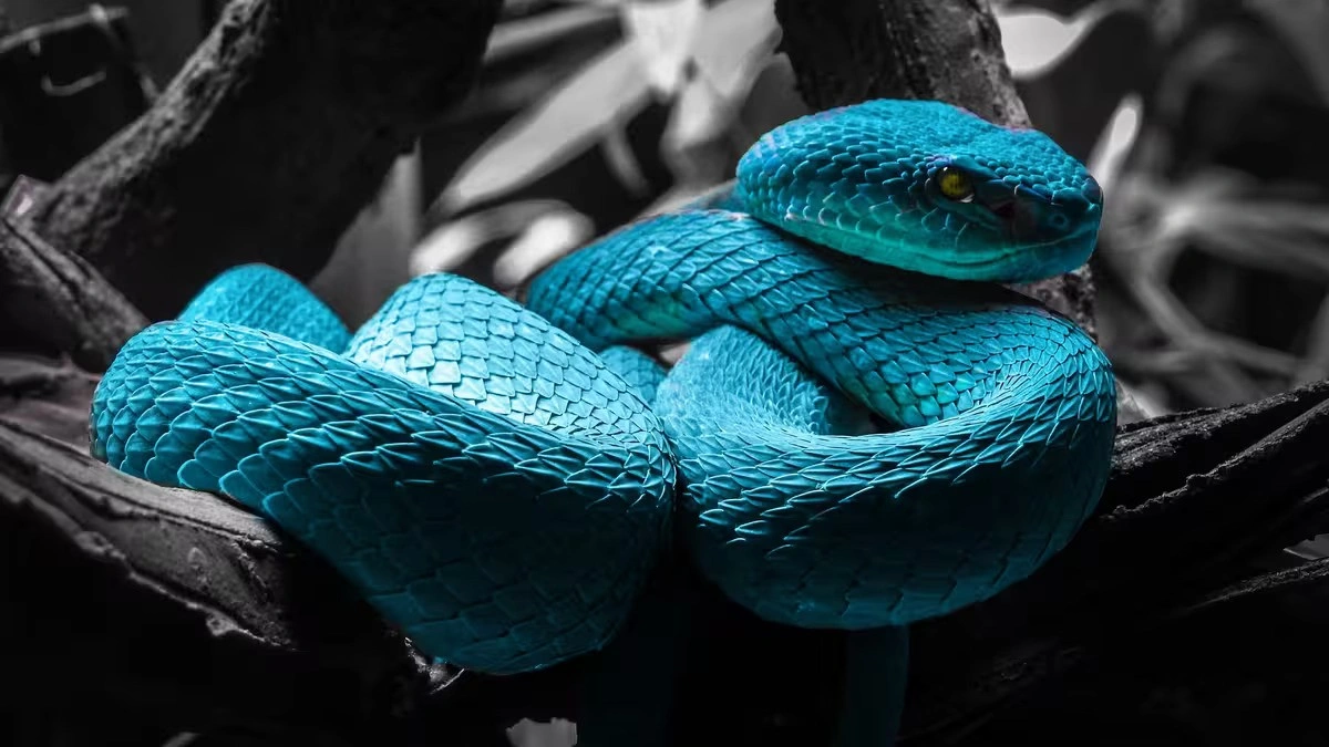 Día Internacional de la Serpiente: ¿por qué estos reptiles son importantes para la naturaleza?
